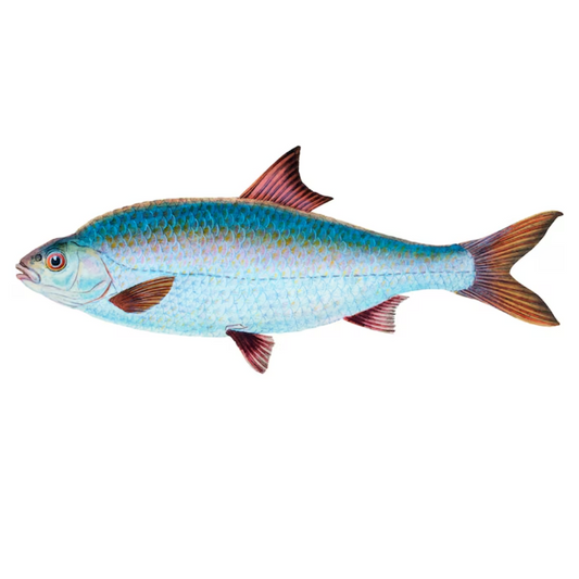 Catla (1kg )