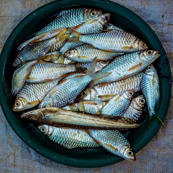 Raiya (250gm to 500gm ) – My Store