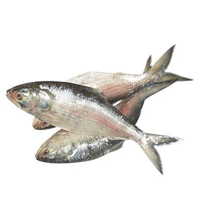 Hilsa