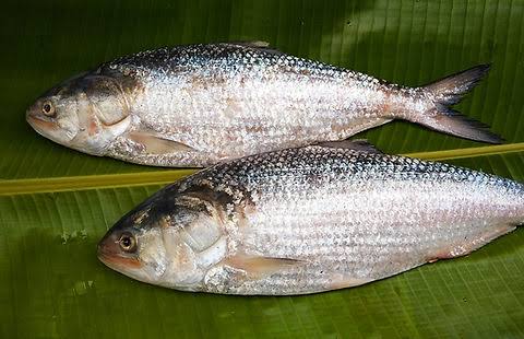 Hilsa