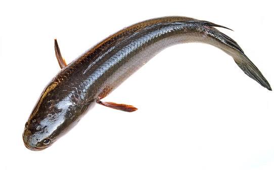 Sauri Fish